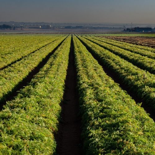 Verduras de campo